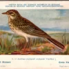 Grote Pieper / Richard’s pipit – Nº 1 – (KBIN / IRSNB)