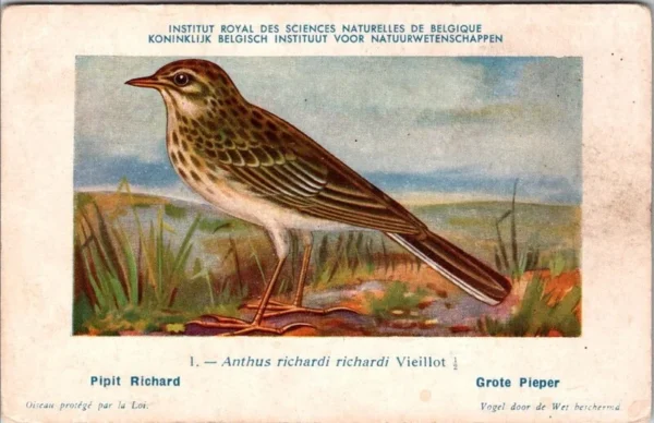 Grote Pieper / Richard’s pipit – Nº 1 – (KBIN / IRSNB)
