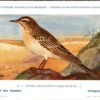 Duinpieper / Tawny pipit – Nº 2 – (KBIN / IRSNB)