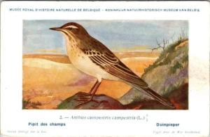 Duinpieper / Tawny pipit – Nº 2 – (KBIN / IRSNB)