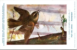 Boompieper / Tree pipit – Nº 3 – (KBIN / IRSNB)