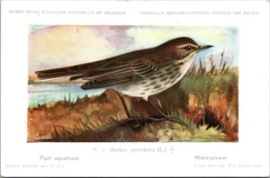 Waterpieper / Water pipit– Nº 5 – (KBIN / IRSNB)