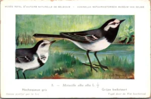 Grijze Kwikstaart / Grey wagtail – Nº 8 – (KBIN / IRSNB)