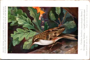 Langklauw-boomkruiper / Woodcreeper – Nº 9 – (KBIN / IRSNB)