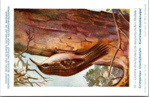 Kortklauw-boomkruiper / Woodcreeper – Nº 10 – (KBIN / IRSNB)