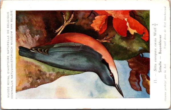 Boomklever / Nuthatch – Nº 11 – (KBIN / IRSNB)