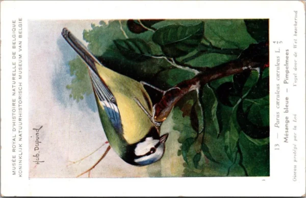 Pimpelmees / Eurasian blue tit – Nº 13 – (KBIN / IRSNB)