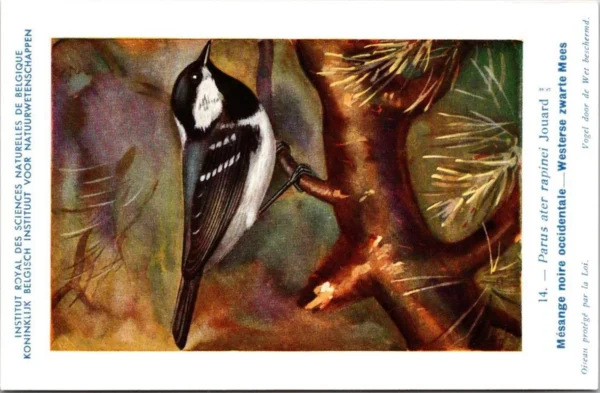 Westerse Zwarte Mees / Coal Tit – Nº 14 – (KBIN / IRSNB)