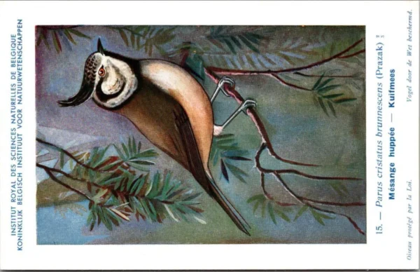 Kuifmees / Crested Tit – Nº 15 – (KBIN / IRSNB)