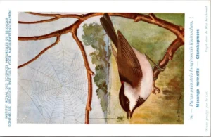 Glanskopmees / Marsh Tit – Nº 16 – (KBIN / IRSNB)