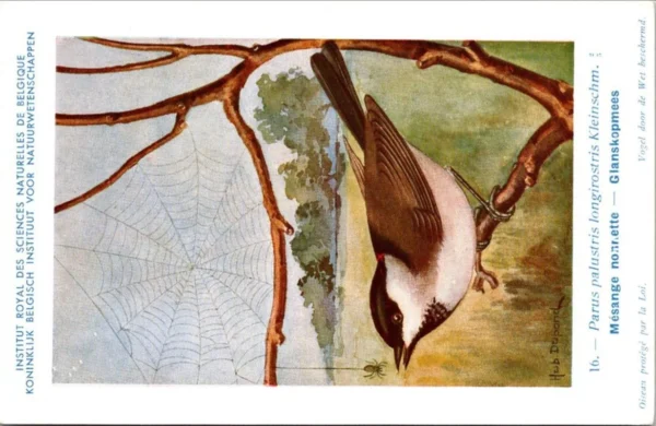 Glanskopmees / Marsh Tit – Nº 16 – (KBIN / IRSNB)