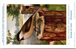 Matkopmees / Willow Tit – Nº 17 – (KBIN / IRSNB)