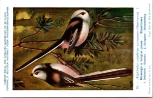 Staartmees / Long-tailed Tit – Nº 18 – (KBIN / IRSNB)