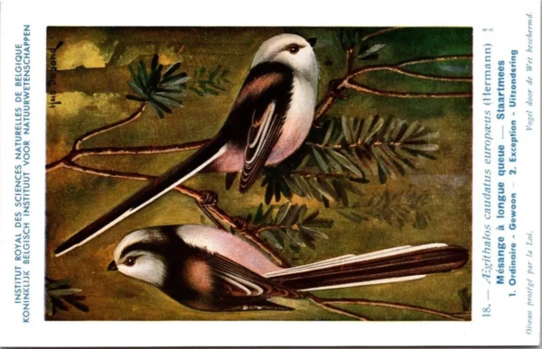 Staartmees / Long-tailed Tit – Nº 18 – (KBIN / IRSNB)