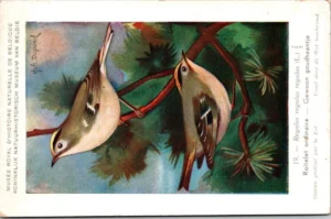 Goudhaantje / Goldcrest – Nº 19 – (KBIN / IRSNB)