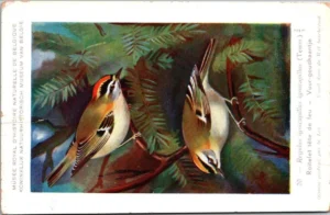 Vuur-goudhaantje / Firecrest – Nº 20 – (KBIN / IRSNB)