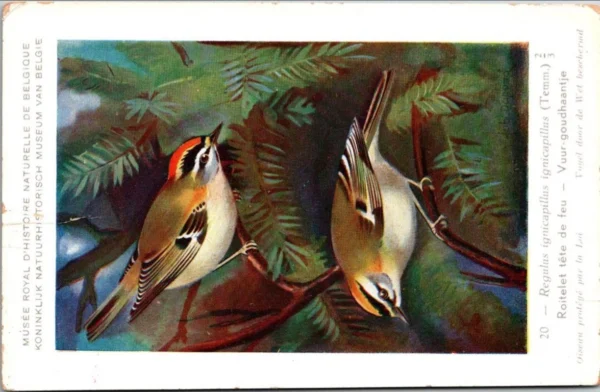 Vuur-goudhaantje / Firecrest – Nº 20 – (KBIN / IRSNB)