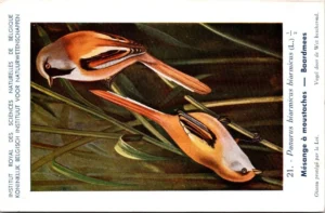Baardmees / Bearded Reedling – Nº 21 – (KBIN / IRSNB)