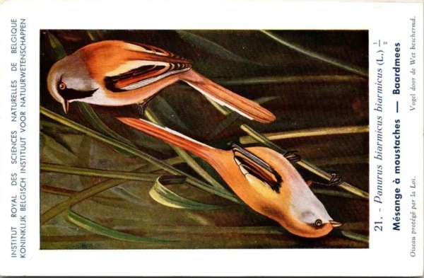 Baardmees / Bearded Reedling – Nº 21 – (KBIN / IRSNB)