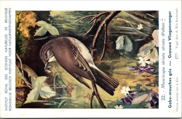 Grauwe Vliegenvanger / Spotted flycatcher – Nº 22 – (KBIN / IRSNB)