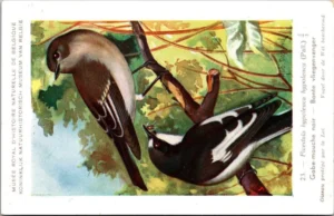 Bonte Vliegenvanger / Pied flycatcher – Nº 23 – (KBIN / IRSNB)