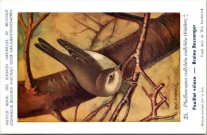 Bruine Boszanger / Dusky warbler – Nº 25 – (KBIN / IRSNB)