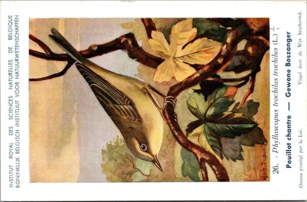 Gewone Boszanger / Wood Warbler – Nº 26 – (KBIN / IRSNB)