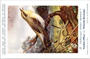 Fluitende Boszanger / Icterine Warbler – Nº 27 – (KBIN / IRSNB)