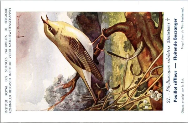 Fluitende Boszanger / Icterine Warbler – Nº 27 – (KBIN / IRSNB)