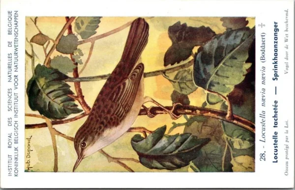 Sprinkhaanzanger / Grasshopper Warbler – Nº 28 – (KBIN / IRSNB)