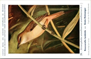 Grote Rietzanger / Great Reed Warbler – Nº 29 – (KBIN / IRSNB)