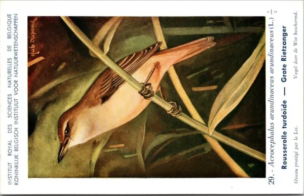 Grote Rietzanger / Great Reed Warbler – Nº 29 – (KBIN / IRSNB)