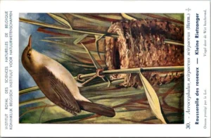 Kleine Rietzanger / Sedge Warbler – Nº 30 – (KBIN / IRSNB)