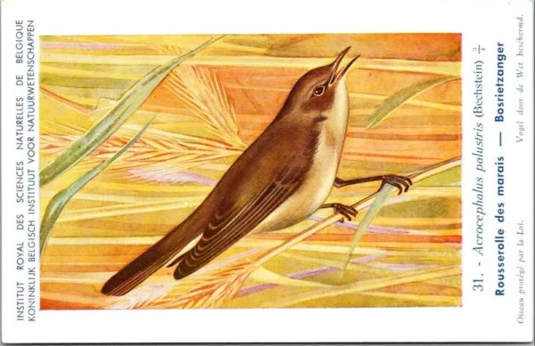 Bosrietzanger / Marsh Warbler – Nº 31 – (KBIN / IRSNB)