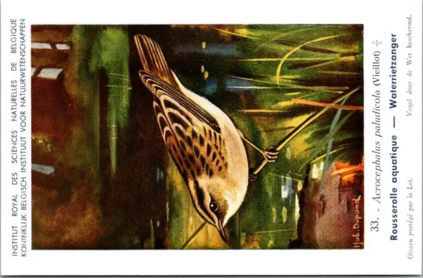 Waterrietzanger / Aquatic Warbler – Nº 33 – (KBIN / IRSNB)