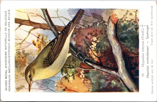 Spotvogel / Icterine Warbler – Nº 34 – (KBIN / IRSNB)