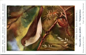 Tuingrasmus / Garden Warbler – Nº 35 – (KBIN / IRSNB)