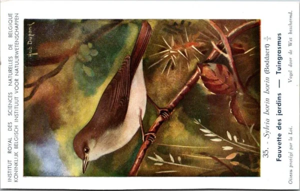 Tuingrasmus / Garden Warbler – Nº 35 – (KBIN / IRSNB)