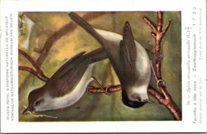 Zwartkopgrasmus / Eurasian Blackcap – Nº 36 – (KBIN / IRSNB)