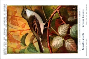 Gewone Grasmus / Whitethroat – Nº 37 – (KBIN / IRSNB)