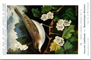 Braamsluiper / Lesser Whitethroat – Nº 38 – (KBIN / IRSNB)