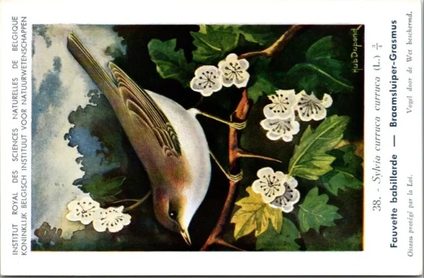 Braamsluiper / Lesser Whitethroat – Nº 38 – (KBIN / IRSNB)