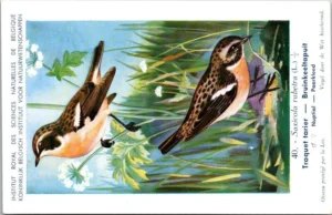 Bruinkeeltapuit / Isabelline Wheatear– Nº 40 – (KBIN / IRSNB)