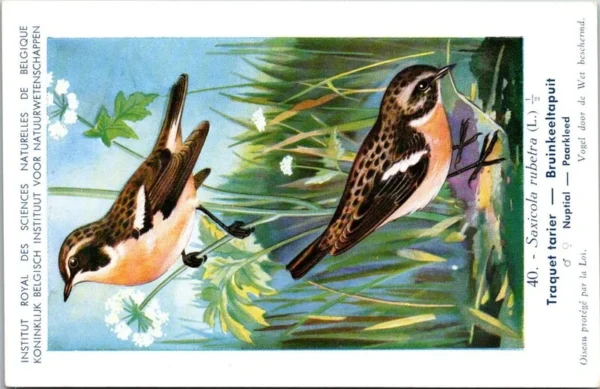 Bruinkeeltapuit / Isabelline Wheatear– Nº 40 – (KBIN / IRSNB)