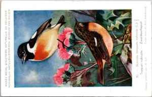 Zwartkeeltapuit / Black-eared Wheatear – Nº 41 – (KBIN / IRSNB)