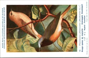 Gekraagde roodstaart / Redstart – Nº 42 – (KBIN / IRSNB)