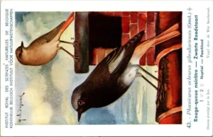 Zwarte roodstaart / Black Redstart – Nº 43 – (KBIN / IRSNB)