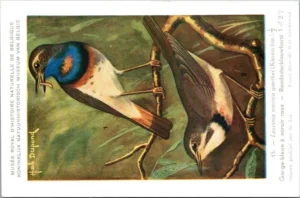 Rodesterblauwborst / Red-spotted Bluethroat – Nº 45 – (KBIN / IRSNB)