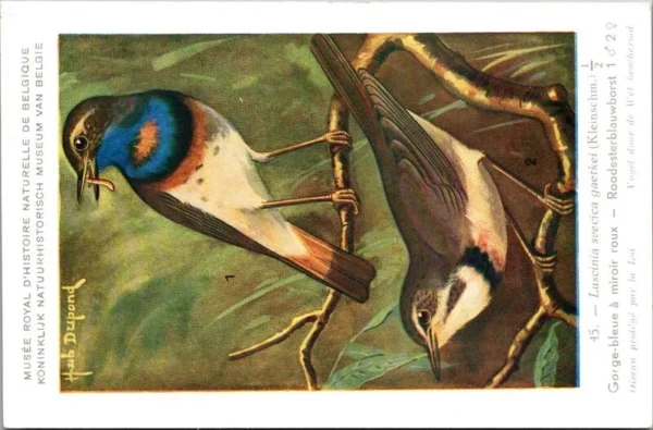 Rodesterblauwborst / Red-spotted Bluethroat – Nº 45 – (KBIN / IRSNB)