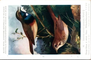 Witster blauwborst / White-spotted Bluethroat – Nº 46 – (KBIN / IRSNB)